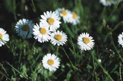 Gänseblümchen