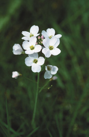 Wiesenschaumkraut