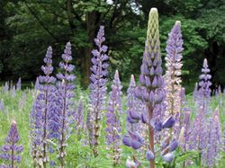 Lupinen