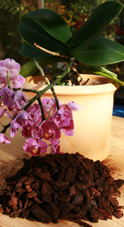 Orchidee