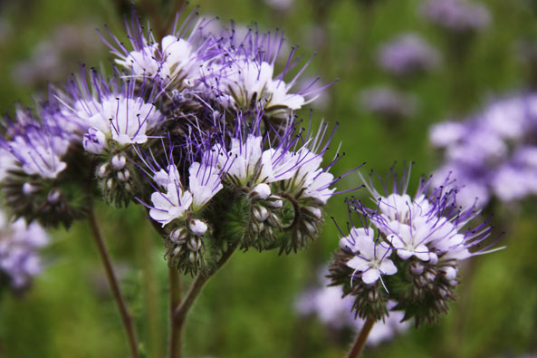 Nektarpflanze Bienenfreund