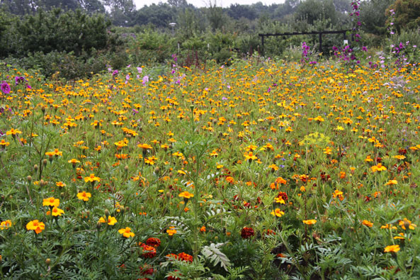 Studentenblumen