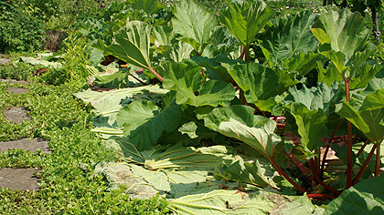 Rhabarberbeet mit Rhabarberblättern gemulcht