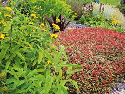 Stachelnüsschen ‘Kupferteppich’