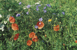 Lein und Klatschmohn