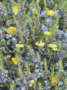 Bienen-Futterpflanzen