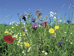 Blumenwiese