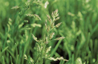 Gras kurz vor der Blüte