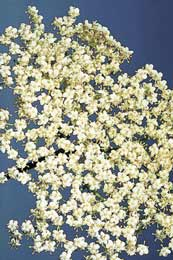 Holunderblüten