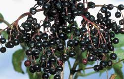 Holunderbeeren
