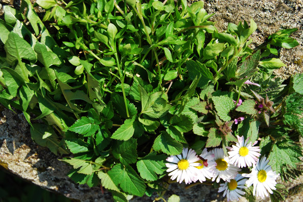 Gänseblümchen