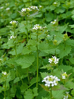 Knoblauchsrauke