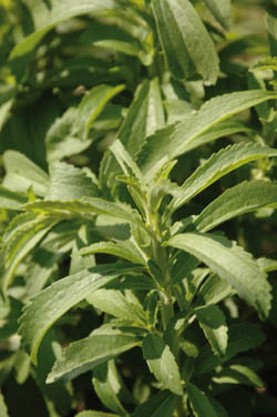 Stevia-Extrakte