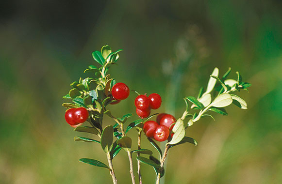 Preiselbeeren