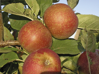 Reifestadien von Äpfeln