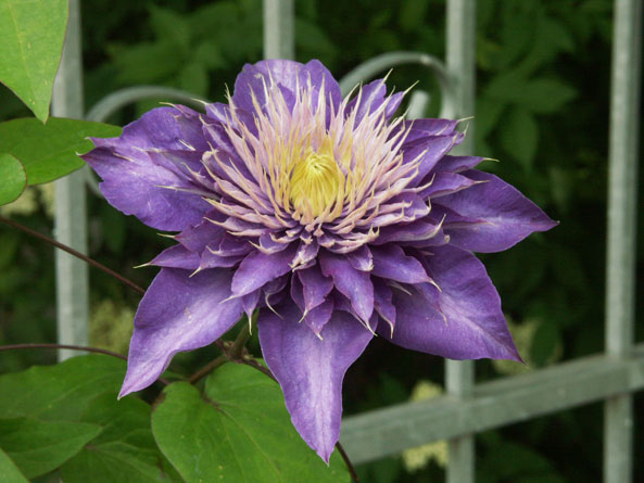 Clematis-Sorte ‘Multi Blue’