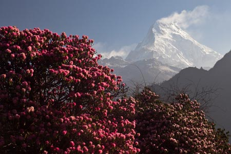 Rhododendron arboreum var. arboreum