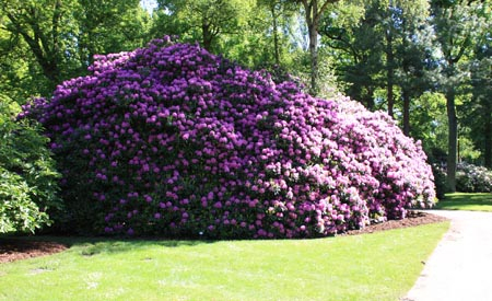 Rhododendren