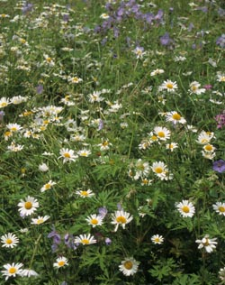 Mehrjährige Blumenwiese