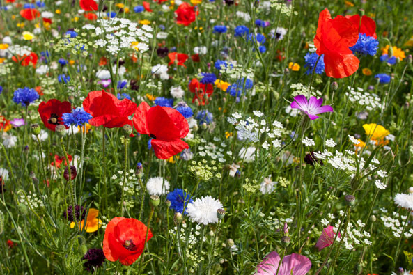 Wiesenblumen