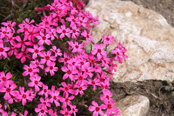 Blüten vom Polsterphlox