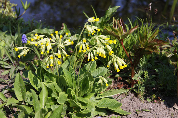 Wiesenprimel