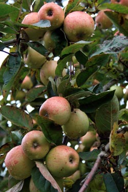 Rheinischer Bohnenapfel