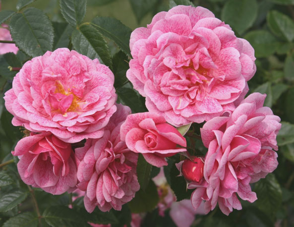 Kletterrose ‘Camelot’