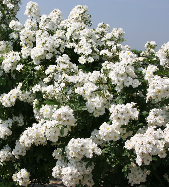 Kletterrose ‘Guirlande D´Amour’