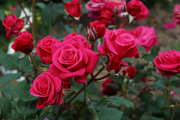 Edelrose ‘Charisma’