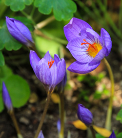 Herbstkrokus