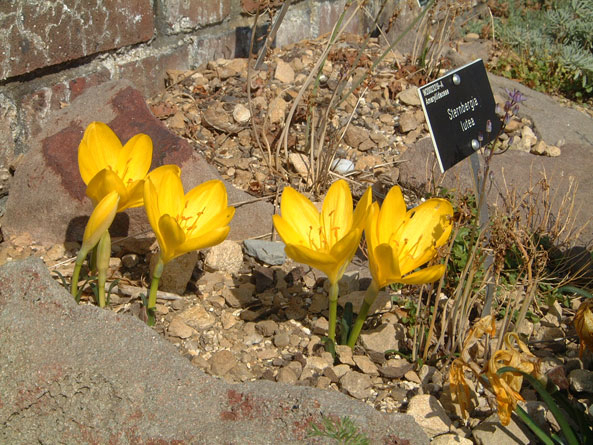 Goldkrokusse