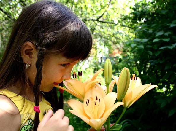Duft der Lilien