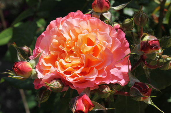 Rose ‘Augusta Luise’