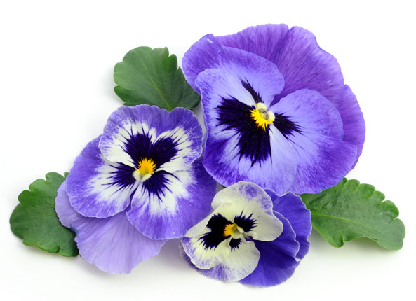 Viola
