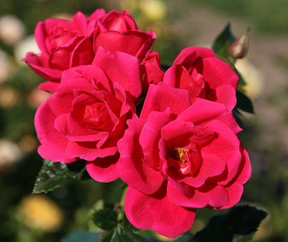 Rose ‘Gartenfreund®’