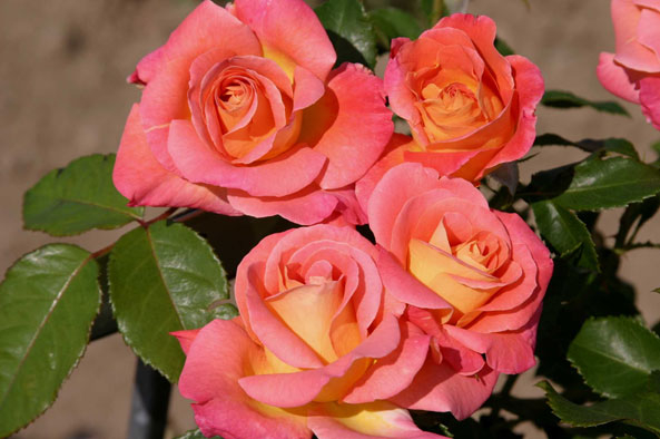 Rosen