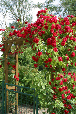 Kletterrose