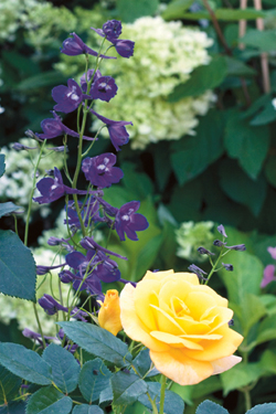 Gelbe Rosen mit blau blühendem Rittersporn