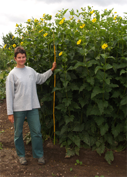 Durchwachsene Silphie (Silphium perfoliatum)