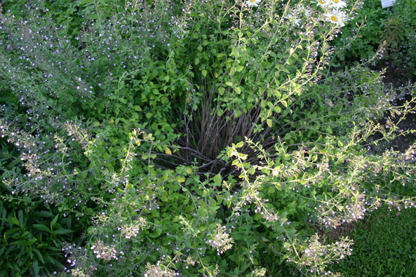 Bergminze (Calamintha nepeta)