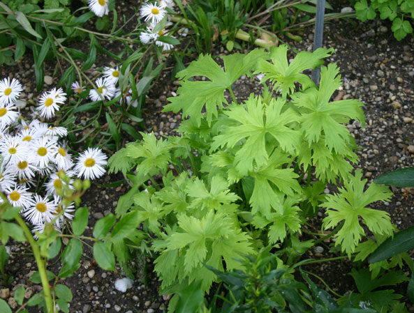 Rittersporn (Delphinium)