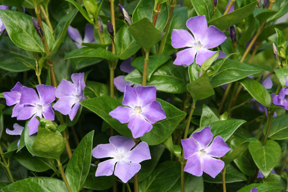 Immergrün (Vinca)