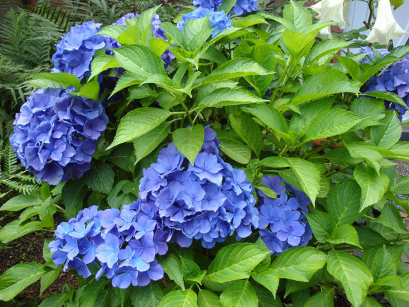 Blaue Hortensien