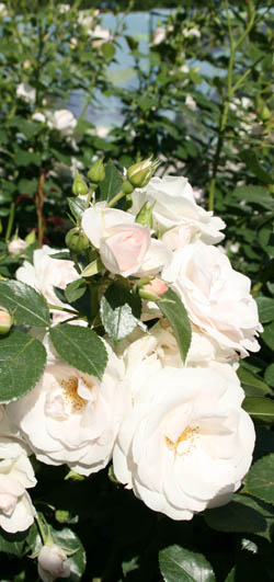 'Aspirin' von Tantau