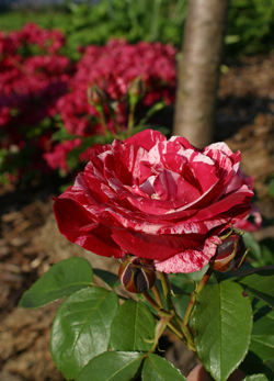 ‘Maurice Utrillo’