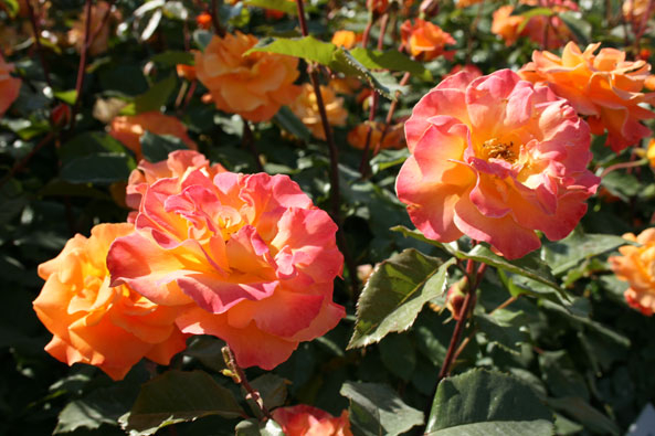 Rose ‘Westzeit’ (Noack Rosen)