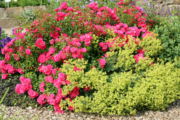 Kleinstrauchrose ‘Heidetraum’