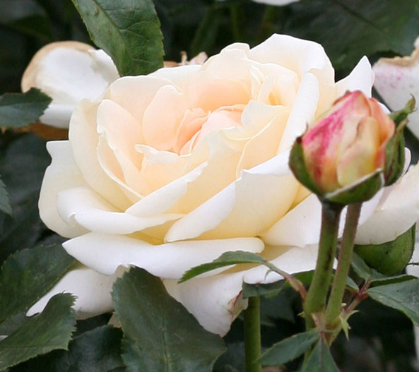 ‘Hermann-Hesse-Rose’