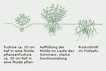 Pflanzung winterharter Fuchsien